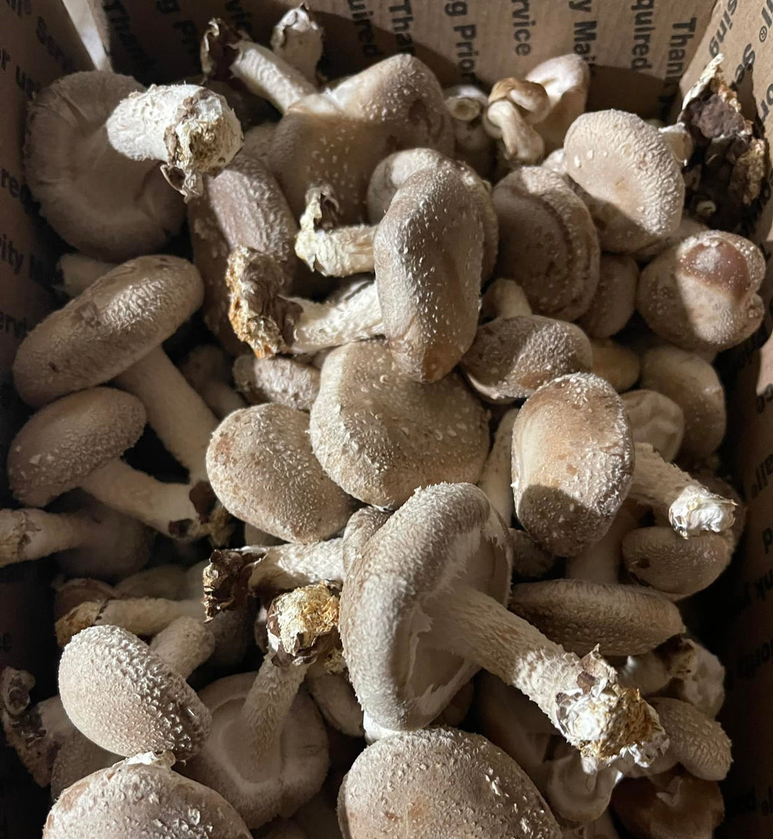 Shitake Mushrooms — Taylor Hood Farms