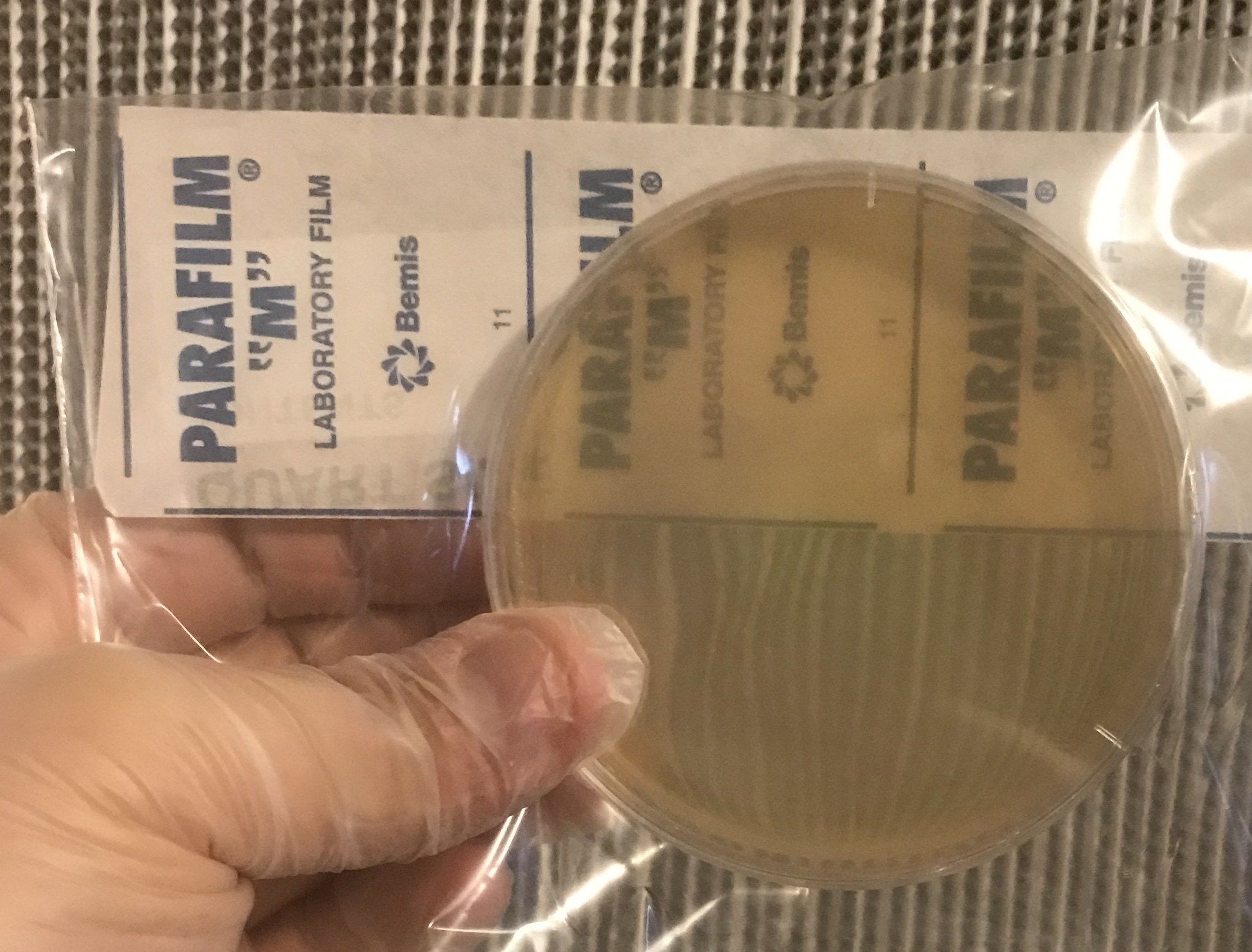 20 Pre-poured Petri Dishes