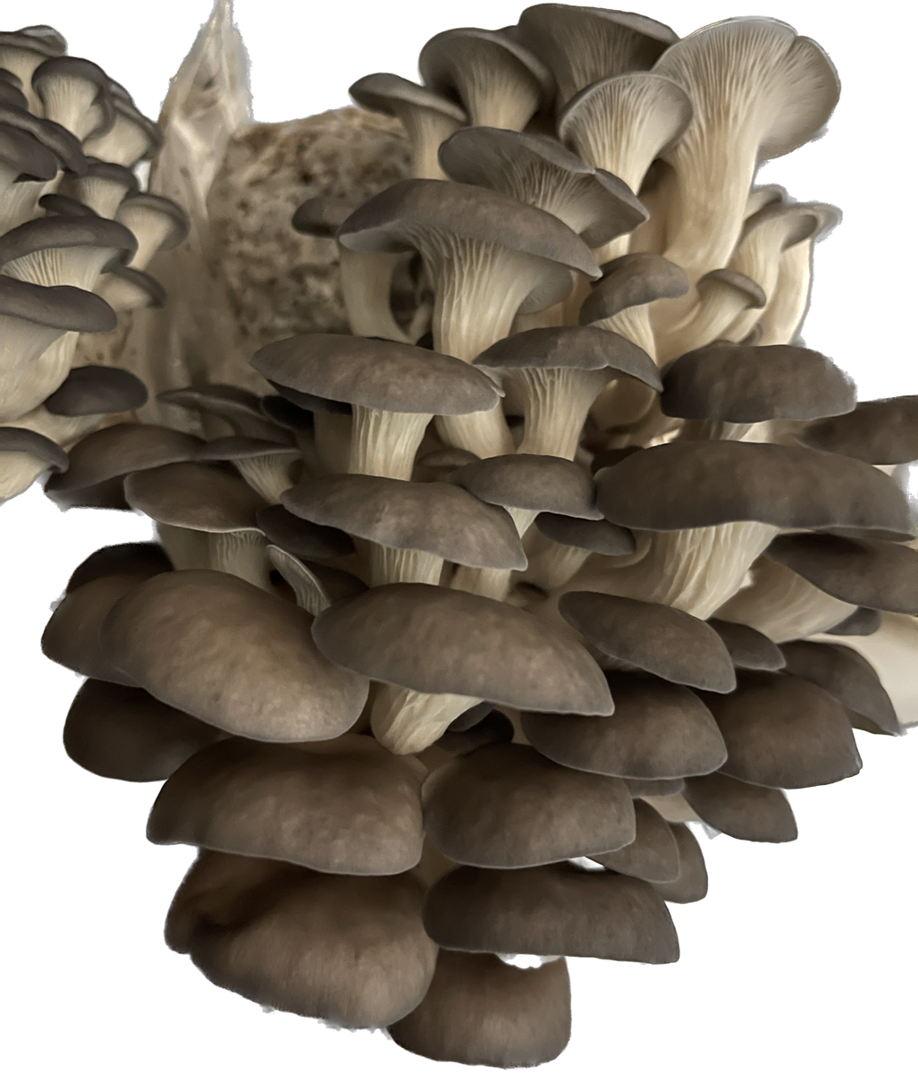 Mushroom Kit Taylor’s Mushrooms