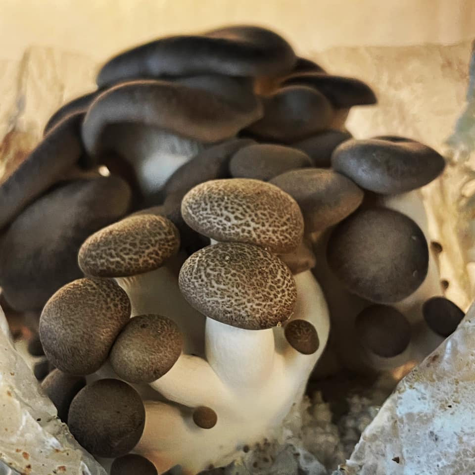 Mushroom Kit