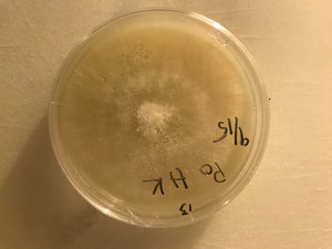 Mushroom Culture Petri Dishes