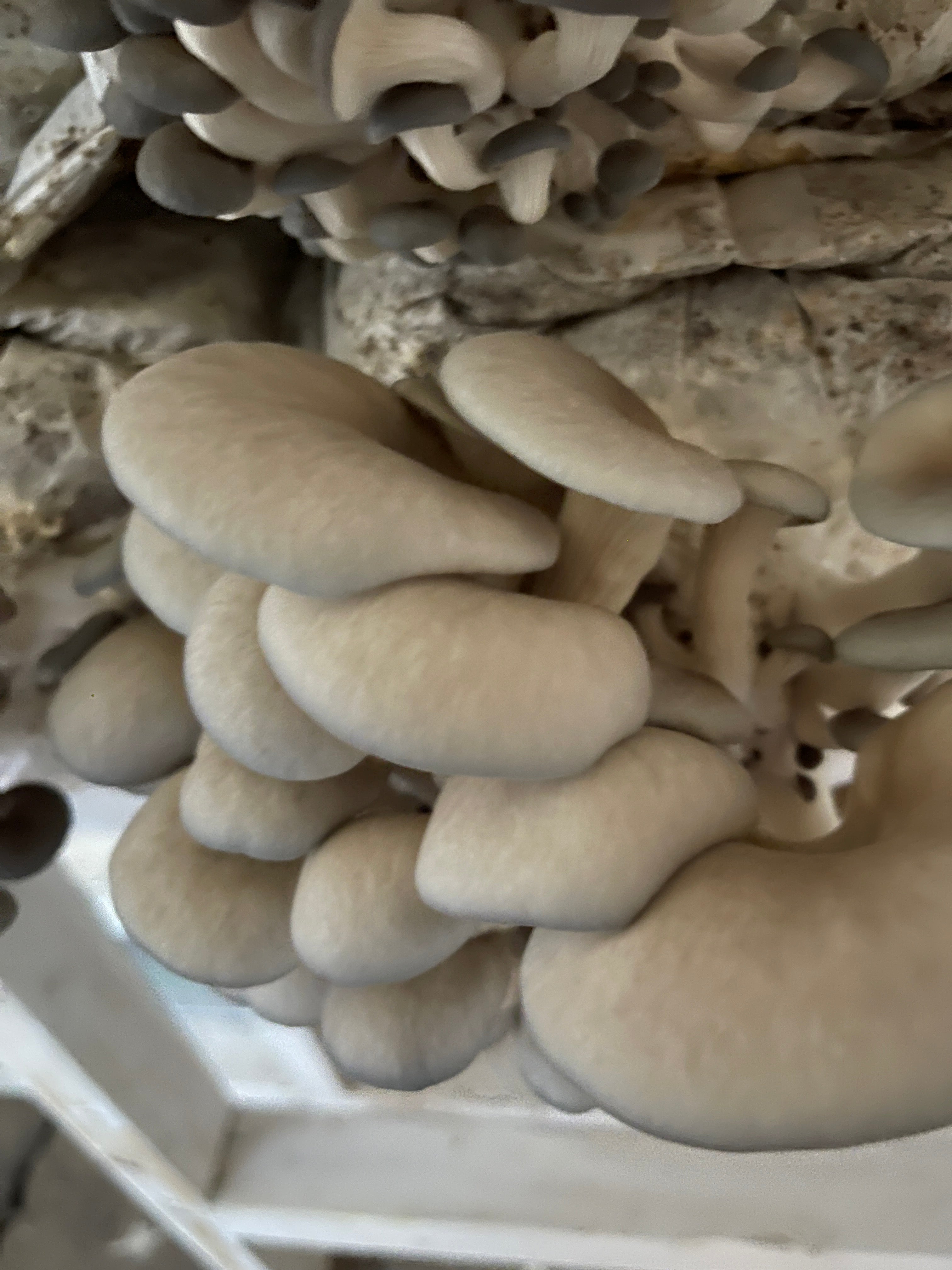 Vegan Teriyaki Oyster Mushroom Jerky