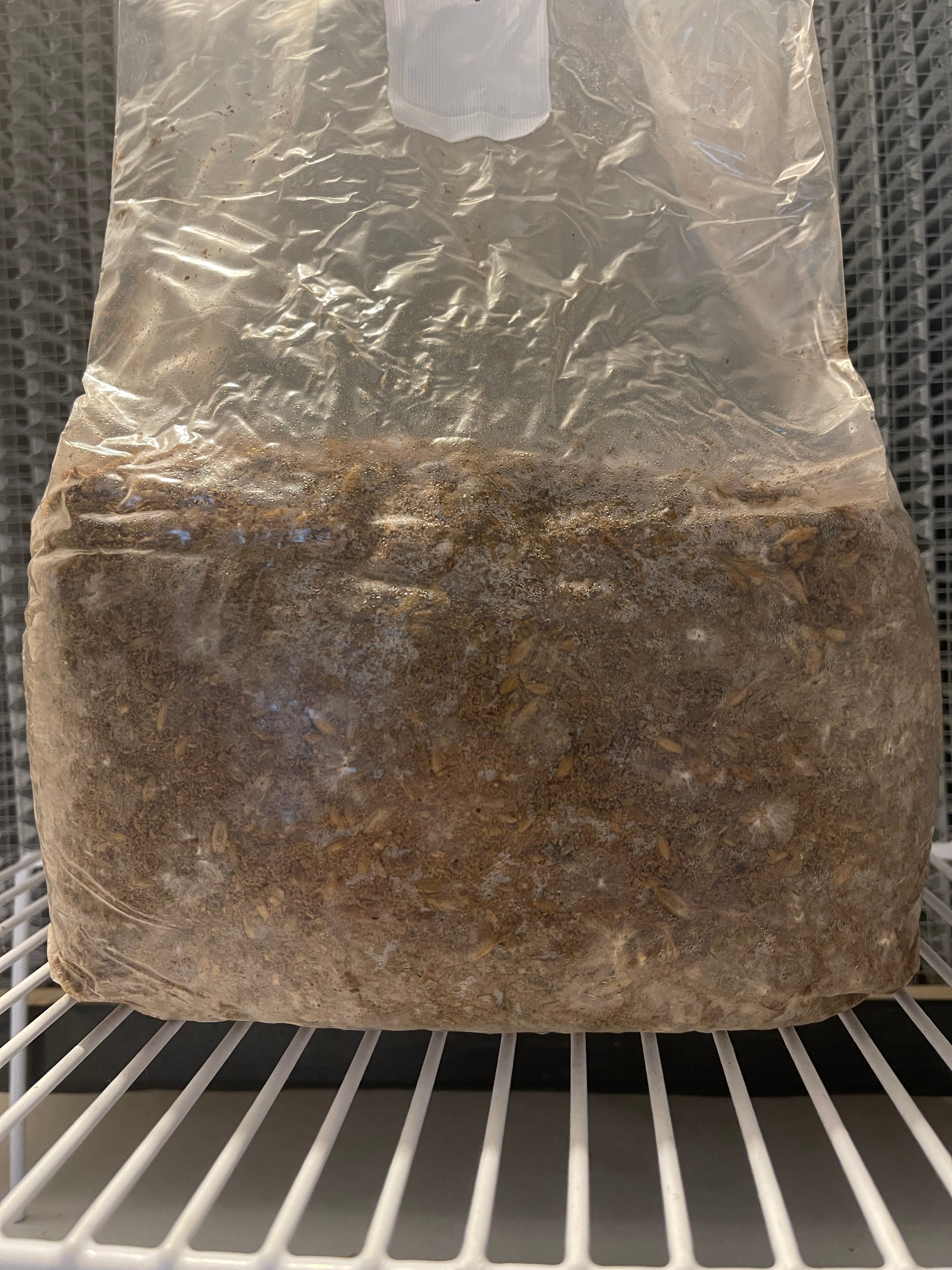 5lb Sawdust/Grain Spawn Mix
