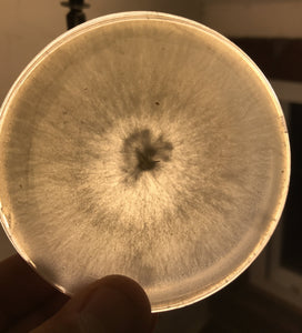 Mushroom Culture Petri Dishes