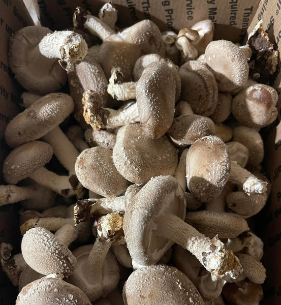 Fresh Shiitake Mushrooms! $12.95/lb – Blues Best Mushrooms